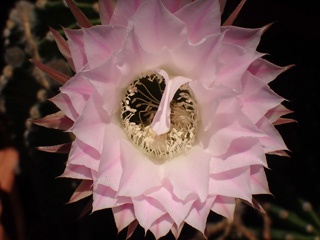 P8026524a1.jpg